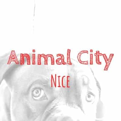 Animal City And Co